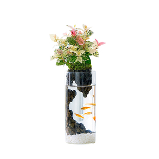 文竹苔藓微景观造景植物鱼缸室内办公桌绿植竹柏小盆栽生态瓶礼物