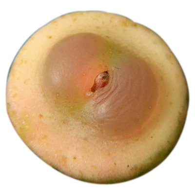 拉登一物一拍小型肉锥