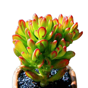 稀有巨型多肉一箱论按斤卖1斤多年生颗肉嘟嘟室内植物组合称套餐