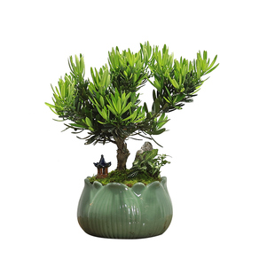 小型矮化菊花罗汉松盆景植物室内绿植客厅办公室前台桌面盆栽好养