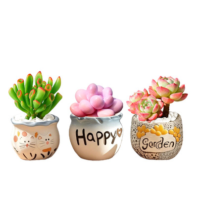 温馨的解压神器|可爱多肉盆栽