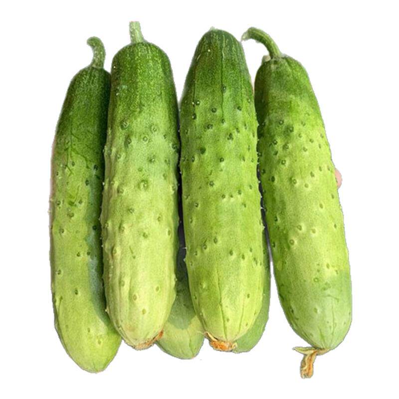 新鲜水果黄瓜脆甜青王瓜嫩小黄瓜