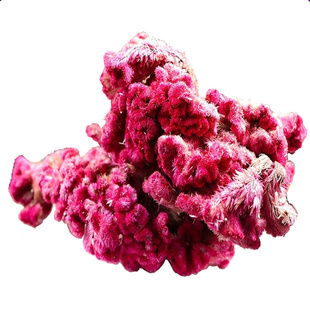 鸡冠花干花中药材正品官方旗舰店凤尾鸡官头泡水泡茶干货白鸡公花