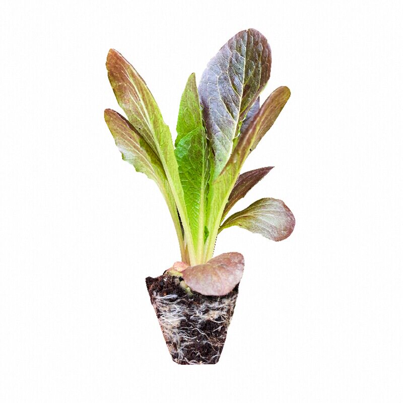 紫罗马意大利生菜苗秧种子带土球紫皱咖啡香麦菜春秋四季阳台盆栽