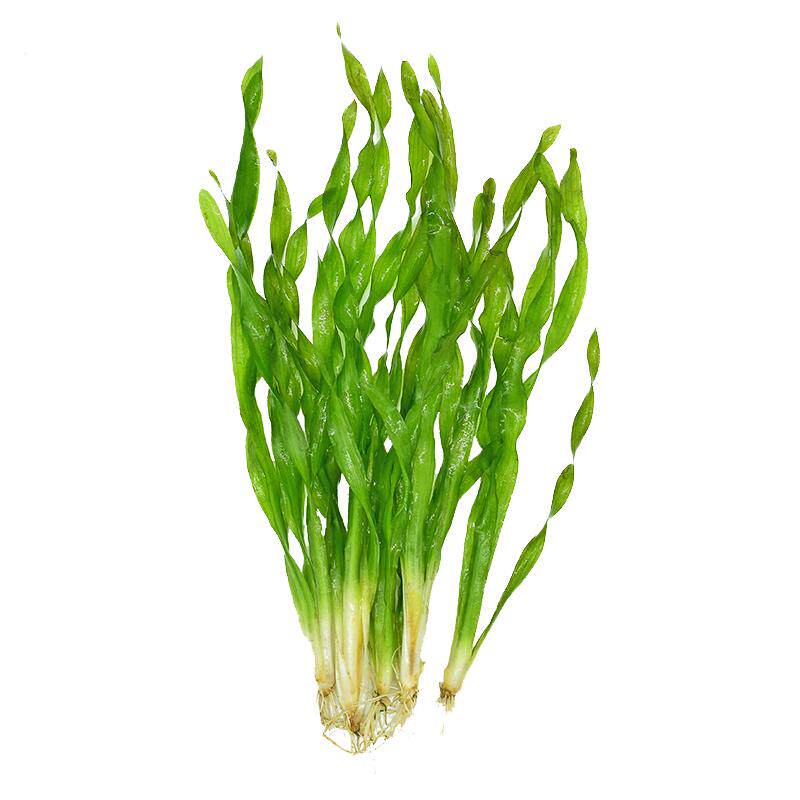 水兰水草大小水兰扭兰龙舌兰细叶水韭菜阴性前后景新手鱼缸造景