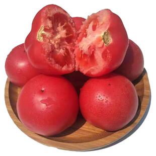 大粉番茄西红柿秧苗苗子沙瓤四季盆栽阳台沙甜高产苗大果田园蔬菜