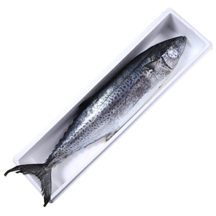 鲅鱼新鲜冷冻山东特大马鲛鱼整条青岛鲅鱼片香煎燕鲅鱼段海鱼10斤