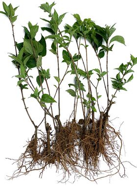 4棵盆地蔬菜苗神仙豆腐翡翠