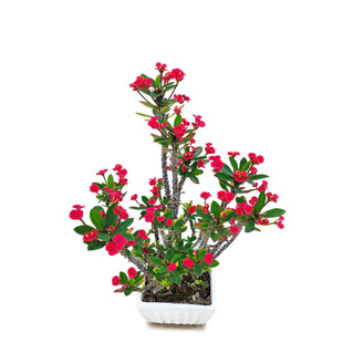 老桩虎刺梅铁海棠花苗红色带花四季阳台庭院盆栽花卉室内客厅植物
