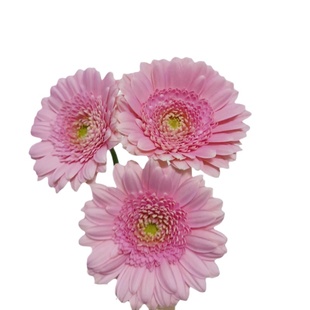 非洲菊稀有弗朗鲜花家用插花鲜切花扶郎花鲜花云南基地直发弗朗花