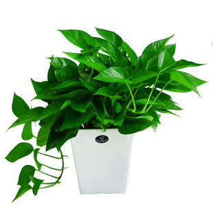 蓉城金叶子绿萝办公室内新房除甲醛净化空气花卉常绿植物盆栽吊兰