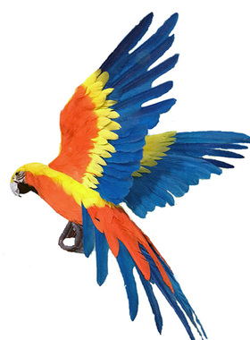 金刚鹦鹉标本活体羽毛园林摆件