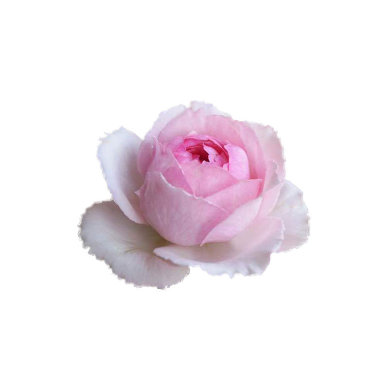 伊芙白法师卡勒姆隆心愿透明IS玫瑰香水日出钱特桃花环草莓树伯爵