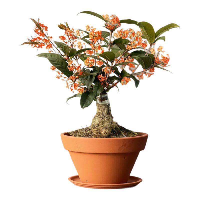嫁接桂花老桩室内盆景