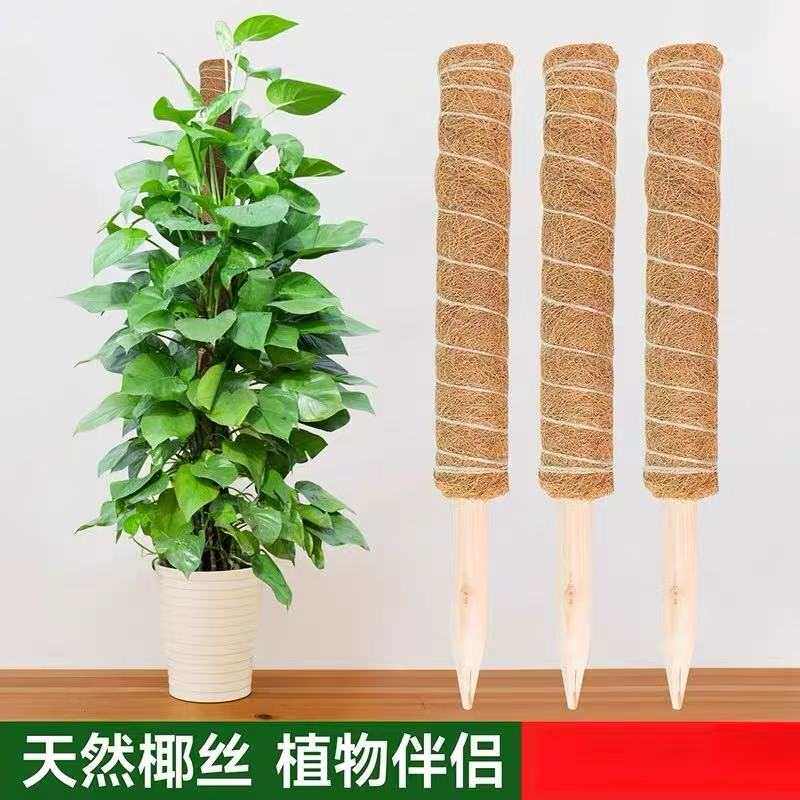绿萝爬藤杆龟背竹支撑柱固定架植物爬椰棕棒藤棕榈柱椰丝苔藓柱
