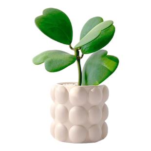 植域 办公室绿植ins风植物室内客厅心叶球兰桌面盆栽懒人好养花卉