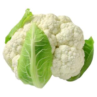 台湾青梗松花菜种子种籽秋后花菜菜花夏季秧苗孑秧四季蔬菜苗籽种