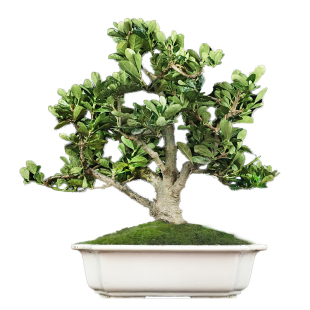 原生日本达摩清誉栀子花盆景茶桌书房办公桌好养盆栽观花观果小品
