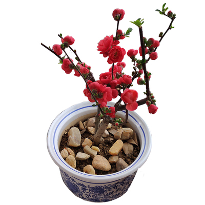 森农哥海棠十五年老店品种保证