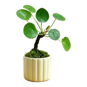 镜面草盆栽圆叶植物新奇耐阴好养桌面基地批发绿植寓意吉祥新手花
