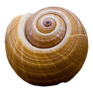 天然海螺贝壳寿星螺鱼缸造景装饰品摆件家居工艺品摆件收藏道具