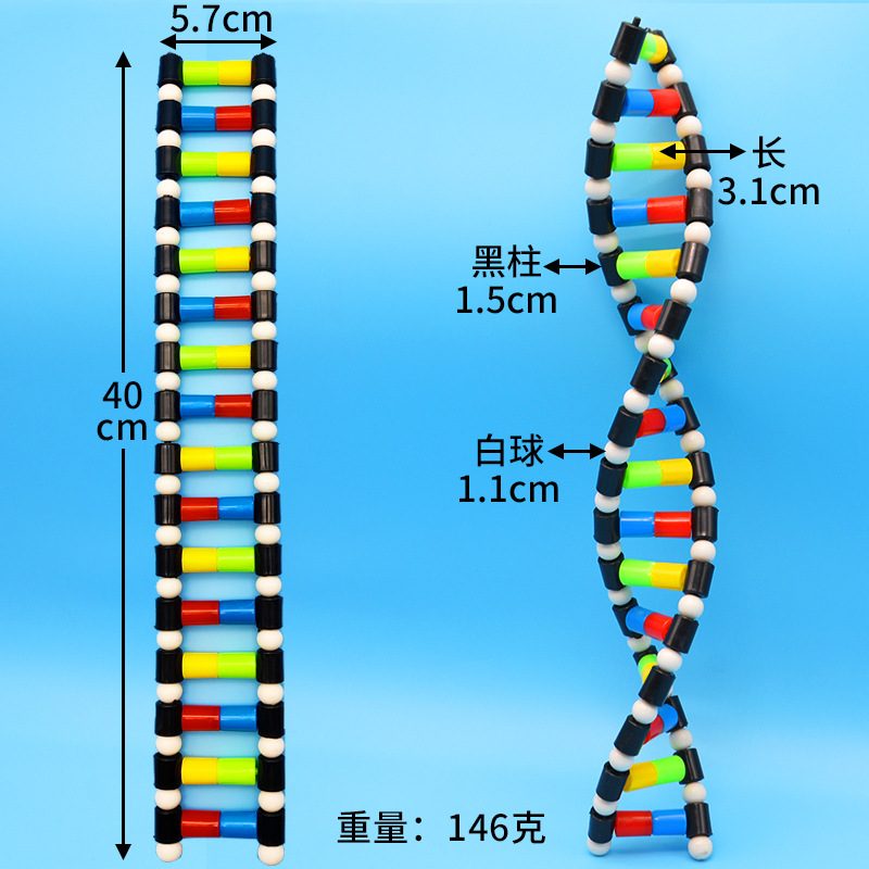 DNA双螺旋结构模型组件中遗传基因模型号结构生物拼接dna实验模型