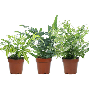 蕨类小植物苔藓微景观水陆雨林缸造景绿植室内桌面耐阴湿观叶盆栽