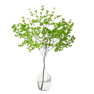 马醉木吊钟日本进口高级感水培植物绿植鲜切枝室内好养客厅水养