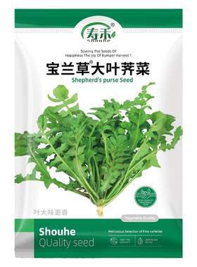 宝兰草大叶荠菜种子种籽孑蒲公英青菜菜籽荠荠菜荆芥菜苗大全