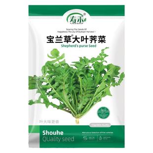 宝兰草大叶荠菜种子种籽孑蒲公英青菜菜籽荠荠菜荆芥菜苗大全
