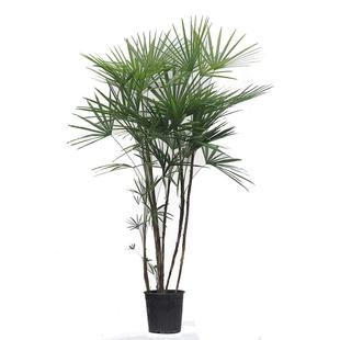 细叶金山棕竹小叶棕竹绿植净化空气植物盆栽散尾葵室内多株大盆