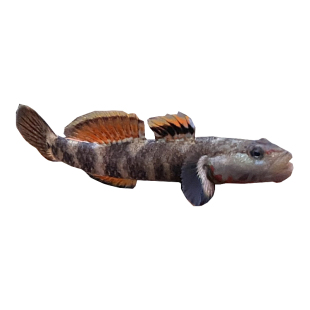 练手稀有原生冷水鱼小型淡水白面溪流吻虾虎鱼好养耐活热带观赏鱼