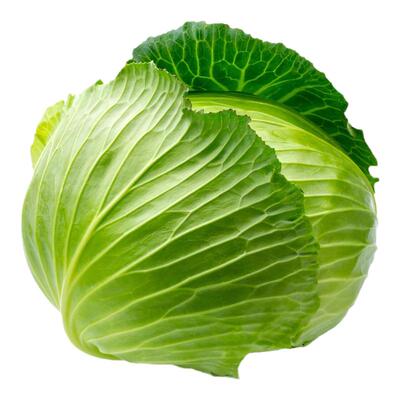 新鲜卷心菜露天甘蓝老品种自种包菜现发大头菜沙拉圆白菜圆甘蓝