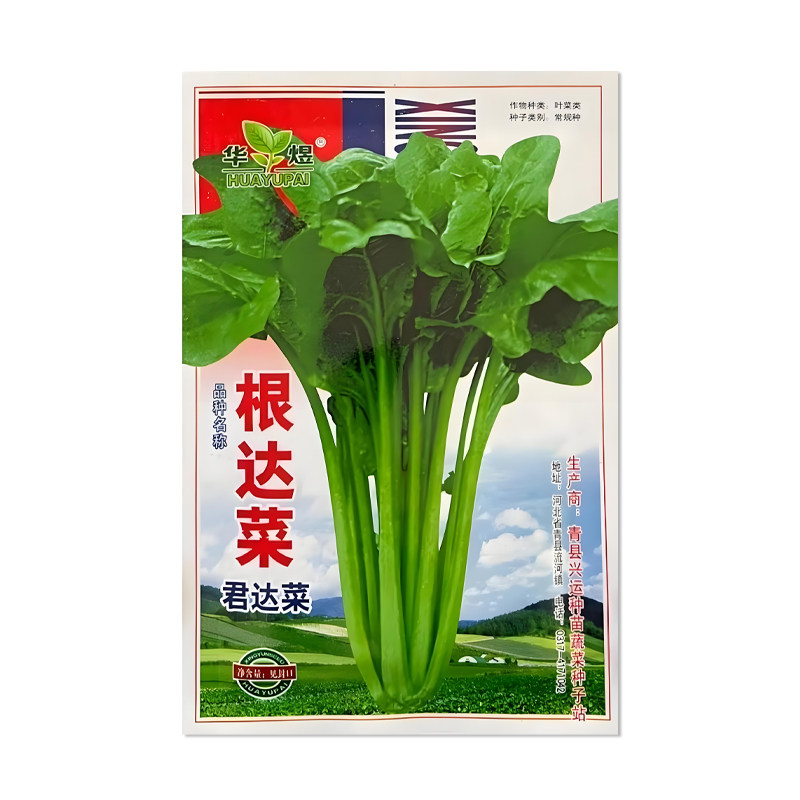 华煜根达菜种子君达菜种子
