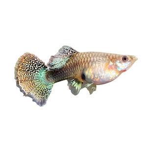 孔雀鱼怀孕母精品观赏鱼大肚小型热带淡水好养活胎生凤尾繁殖