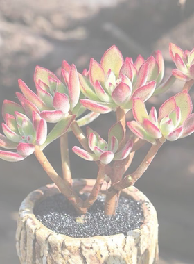 多肉植物金钱木老桩盆栽招财