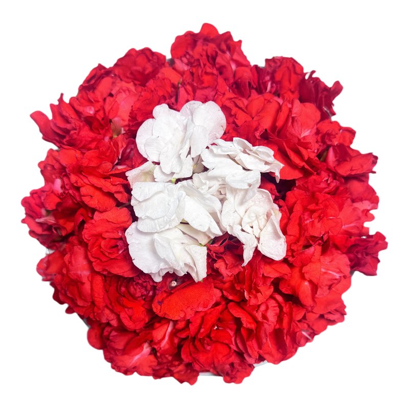 现摘白色凤仙花指甲草花染指甲花红凤仙花鲜花瓣泡醋