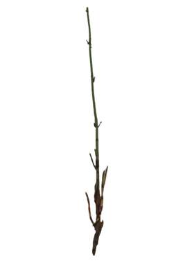 园林造景节节草盆栽木贼四季常青