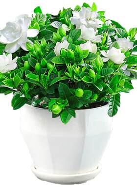 栀子花带花苞绿植好养盆栽