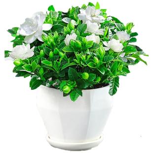 栀子花盆栽花卉室内带花苞客厅枝绿萝植物好养易活树苗大全四季