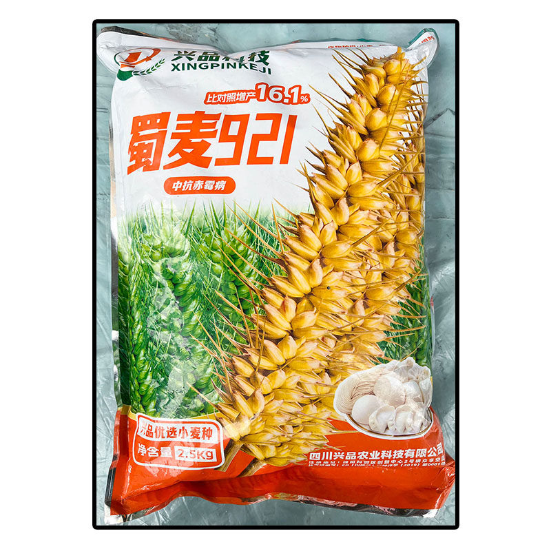 蜀麦921原装小麦子种子审定白粒