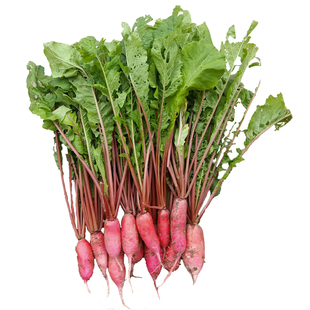 现拔新鲜蔬菜萝卜叶子菜小红皮萝卜苗整颗萝卜梗缨子萝卜叶农家菜