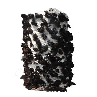 黑木耳蘑菇种植菌包阳台种蘑菇菌种菌棒阳台家庭室内养种食用菌