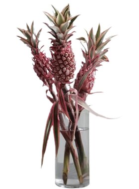 日本粉菠萝水培鲜花鲜切进口花材