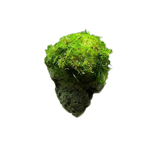 鱼缸造景石头摆件天然悬浮石粘莫斯水草缸装饰假山懒人造景一整套