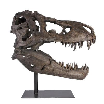 恐龙犀牛鳄鱼剑齿虎头骨化石标本