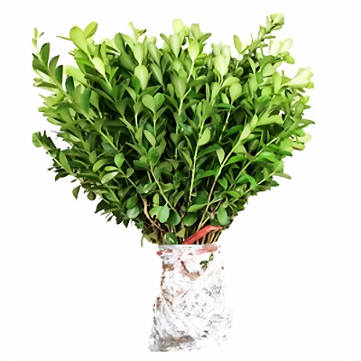 小叶黄杨苗瓜子园林绿化南方