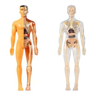 人体结构模型器官骨骼可拆卸拼装生物解剖医学3d身体内脏儿童玩具