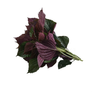 苏子种子大叶紫苏阳台盆栽四季西餐鱼肉种菜籽春季野菜孑禾之元