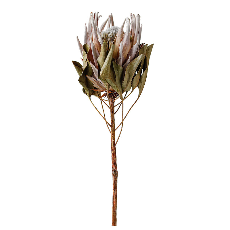 南非帝王花干花高端北欧ins软装